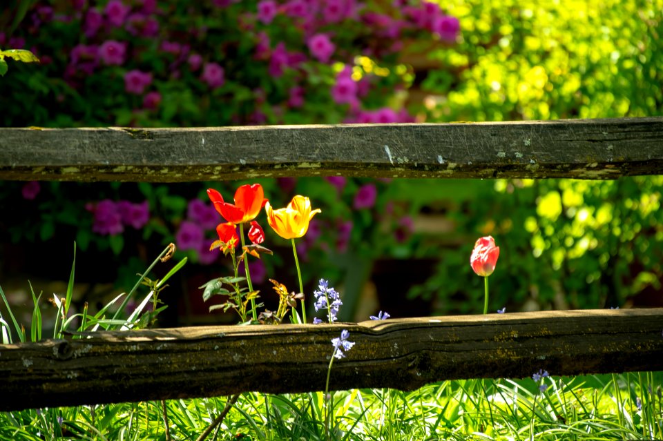 Red And Yellow Flowers Tilt Shift Lens Photography