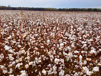 White Cotton Flower Field At Daytime