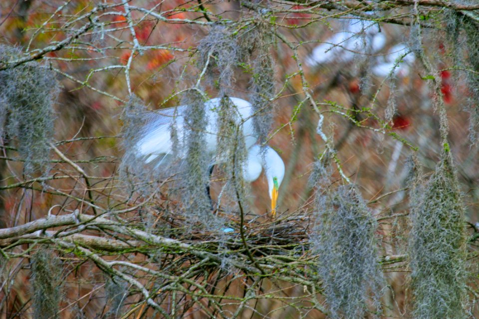 Focus Photo Of White Bird On Nest