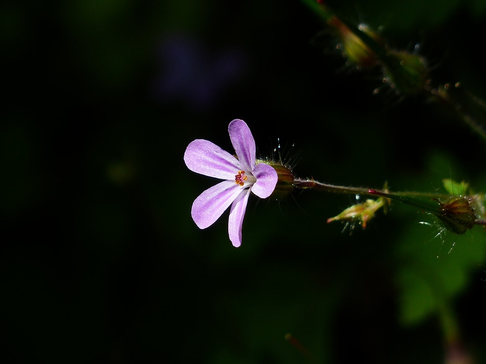 Blue violet small
