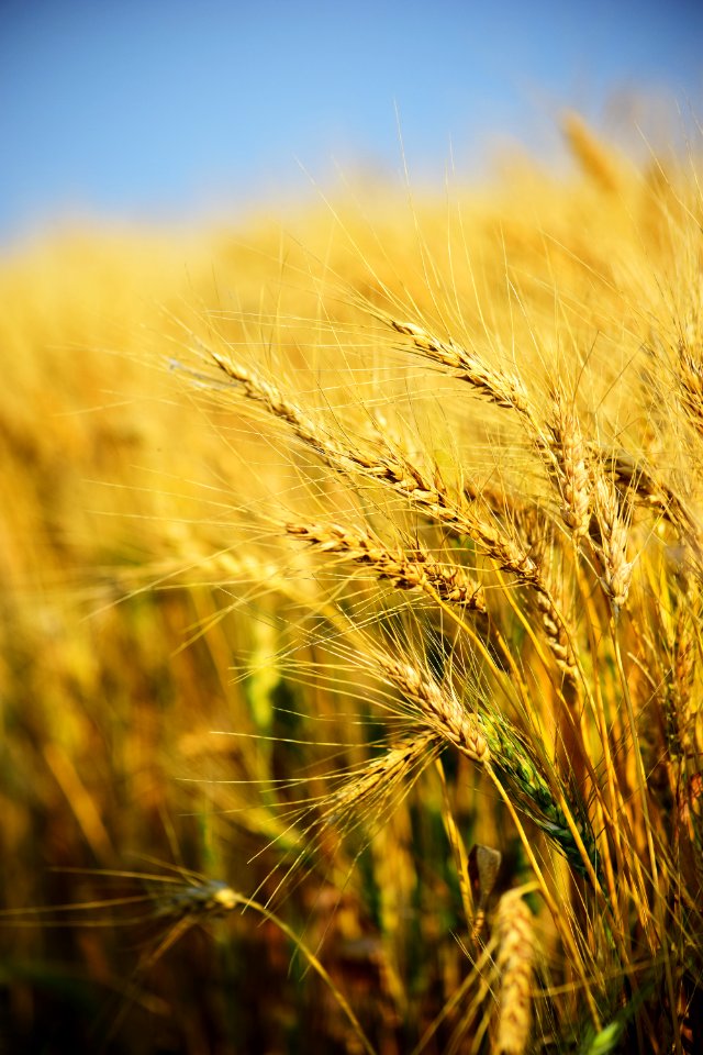 Closeup Photography Of Rice Grains