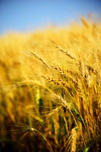 Closeup Photography Of Rice Grains photo