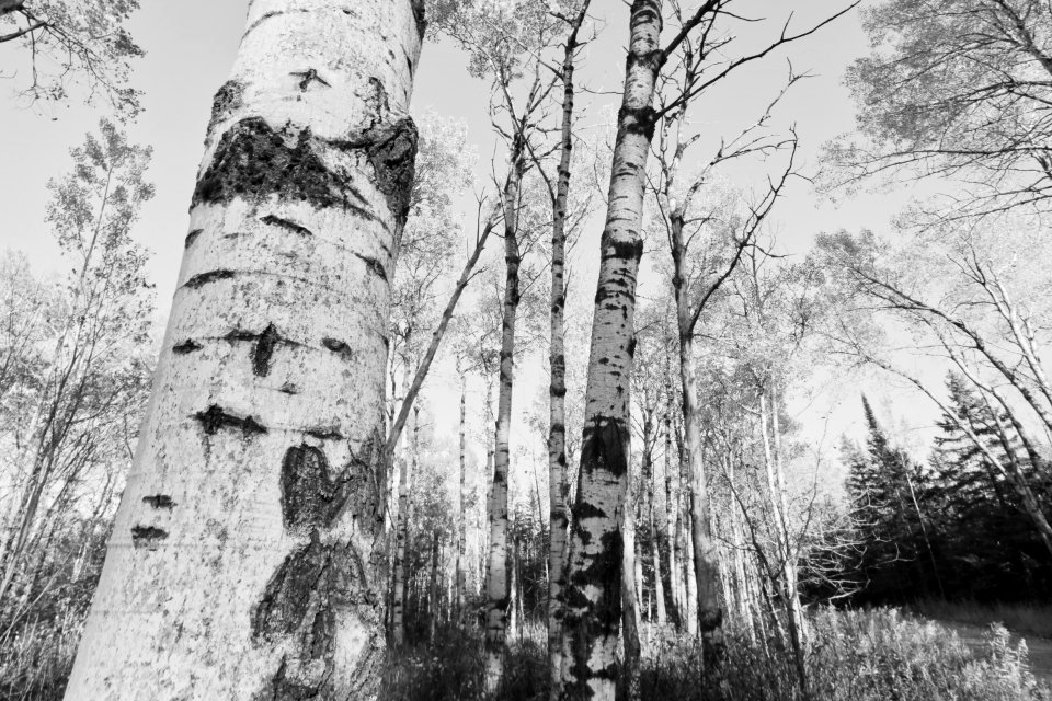 Black And White Forest Photo