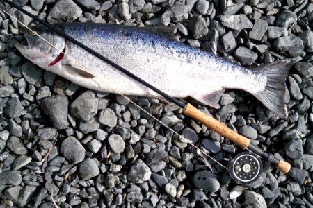 Photo Of Gray Fish Caught By Fishing Rod