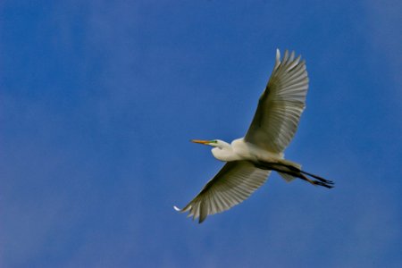 Great Egret Flying Under Blue Sky photo