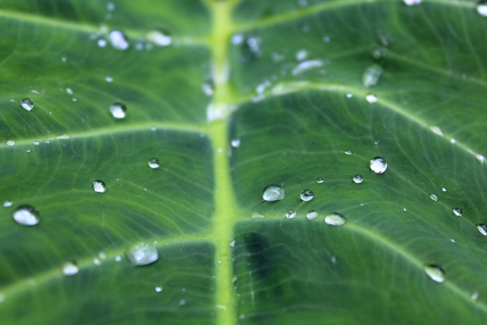 Leaf With Water Dew On Top photo