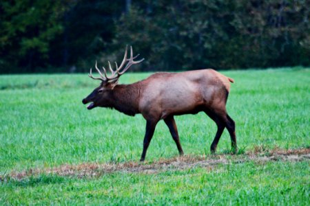 Elk On Green Grass Field
