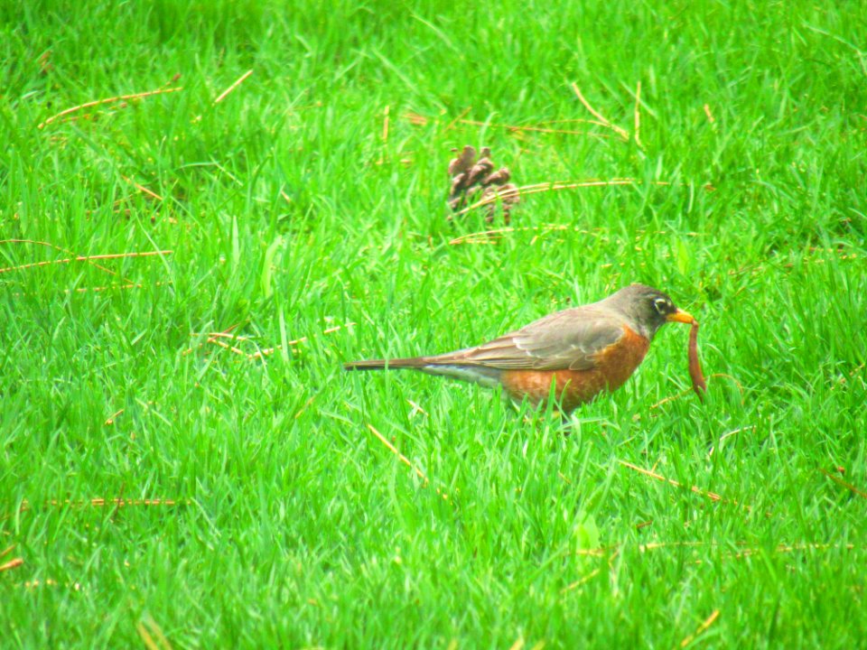 Gray And Brown Bird On Green Grass Field