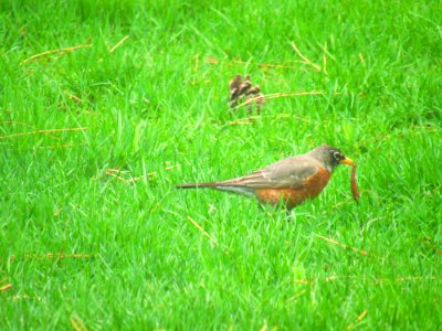 Gray And Brown Bird On Green Grass Field photo