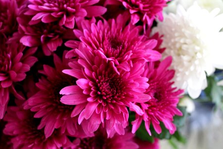 Close-up Photography Of Pink Chrysanthemum Flowers photo