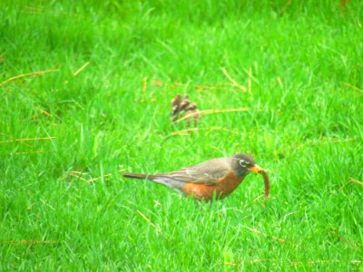 American Robin On Green Grass Field