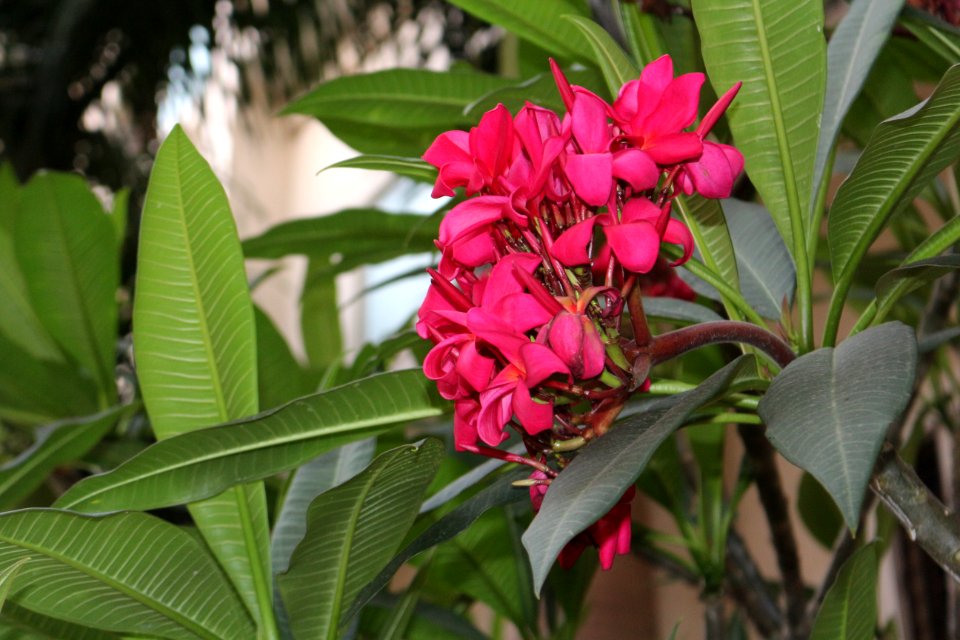 Closeup Photography Of Red Clustered Flowers
