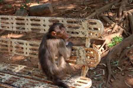Monkey Trap On Outdoor Bench