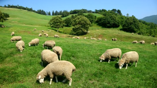 Grassland Pasture Grazing Herd