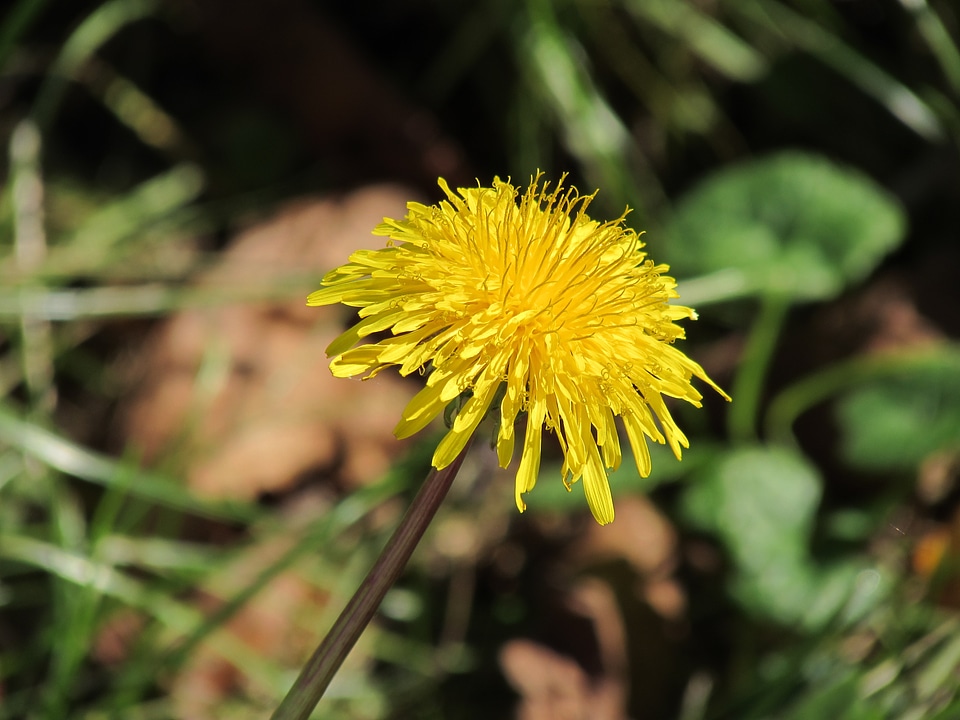 Yellow blossom bloom