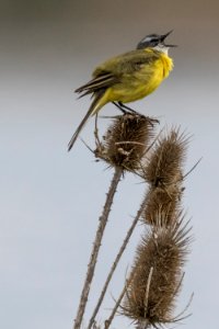 Bird Fauna Beak Feather photo