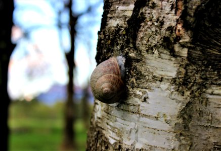 Tree Snails And Slugs Snail Trunk photo