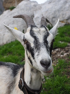 Satisfied animal domestic goat