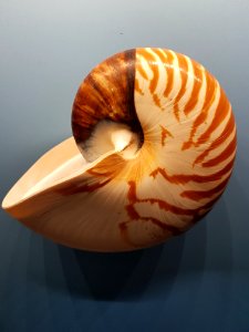 Conchology Seashell Close Up Nautilida photo