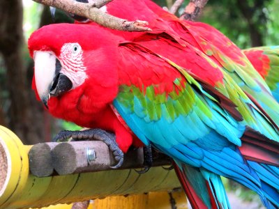 Macaw Bird Parrot Vertebrate