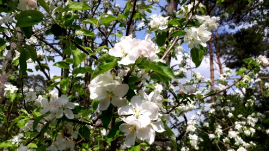 Plant Flower Flowering Plant Spring