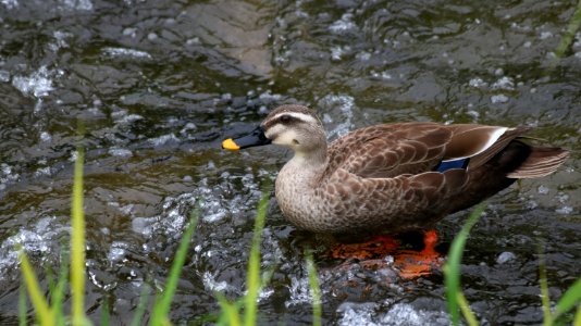 Bird Duck Water Fauna photo