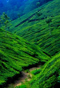 Vegetation Highland Nature Green photo