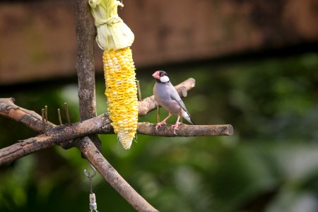 Bird Fauna Beak Branch photo