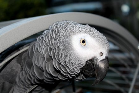 Beak African Grey Bird Fauna photo