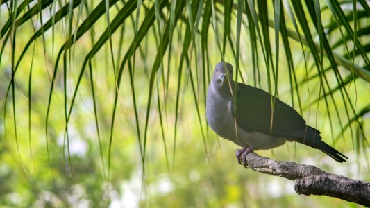 Bird Fauna Beak Ecosystem