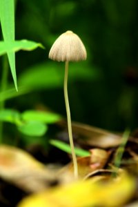 Mushroom Flora Close Up Leaf photo