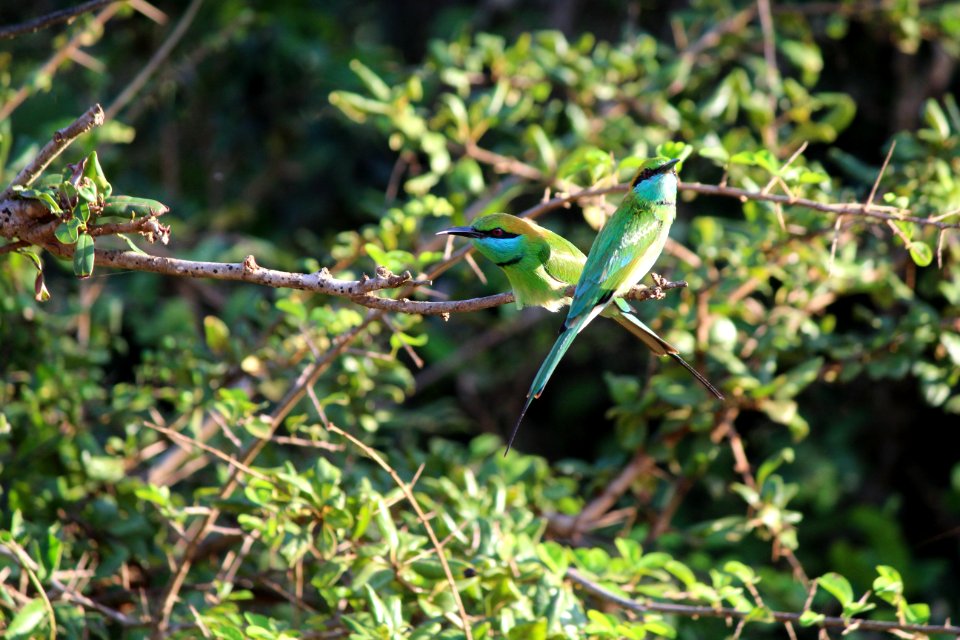 Bird Fauna Ecosystem Wildlife photo