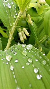 Water Leaf Drop Dew photo