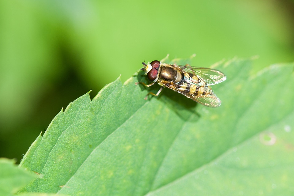 Animal insect plant