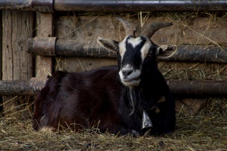 Goats Goat Horn Cow Goat Family photo