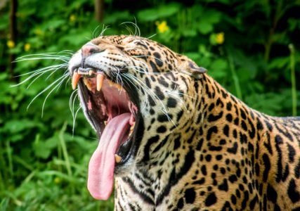 Terrestrial Animal Wildlife Jaguar Leopard photo