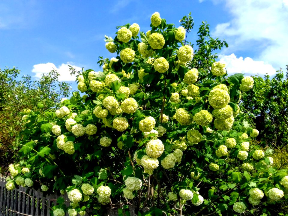 Plant Viburnum Flower Nannyberry
