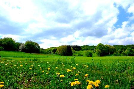 Grassland Meadow Sky Field photo