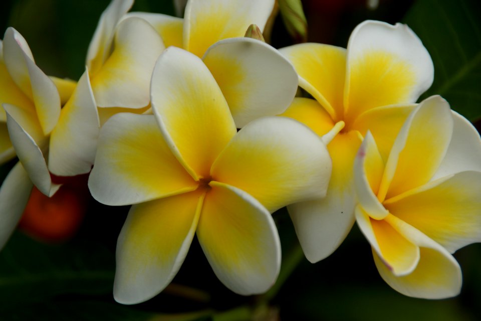 Flower Yellow Plant Flora photo