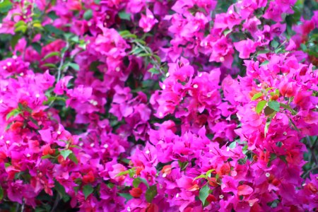 Flower Plant Pink Flora