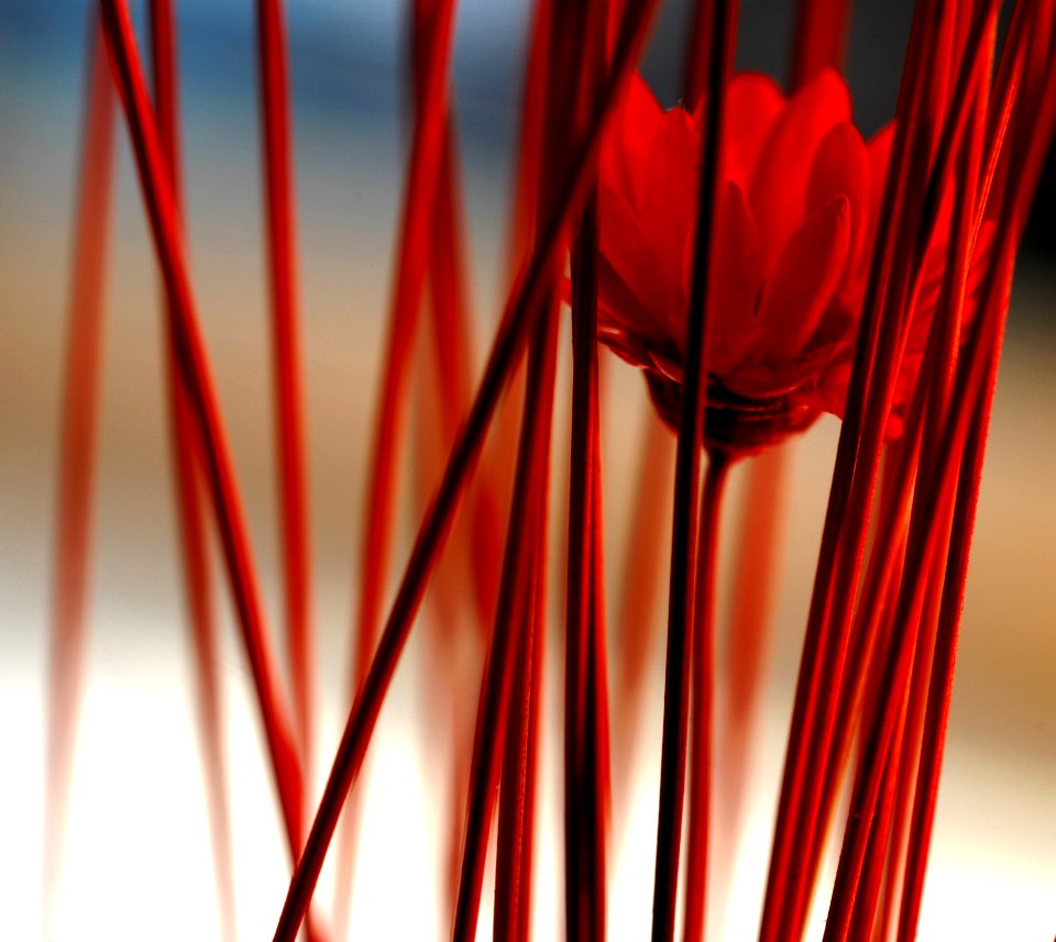Red Close Up Line Plant Stem