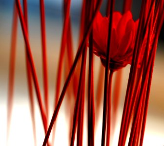 Red Close Up Line Plant Stem