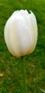 Flower Plant Tulip Meadow photo