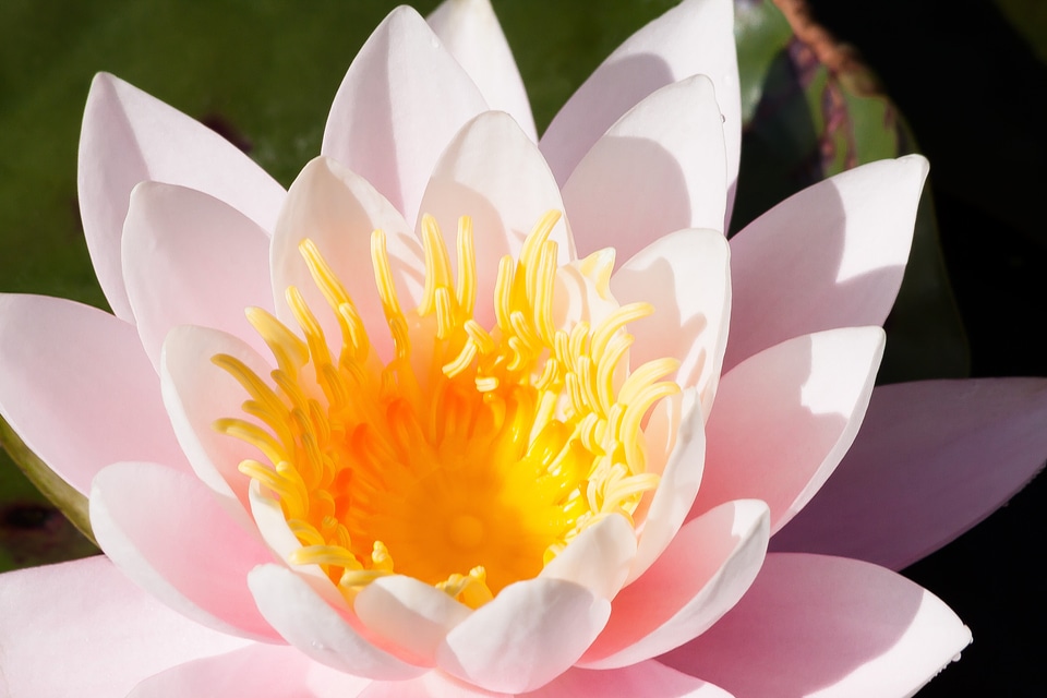 Aquatic plants petals white