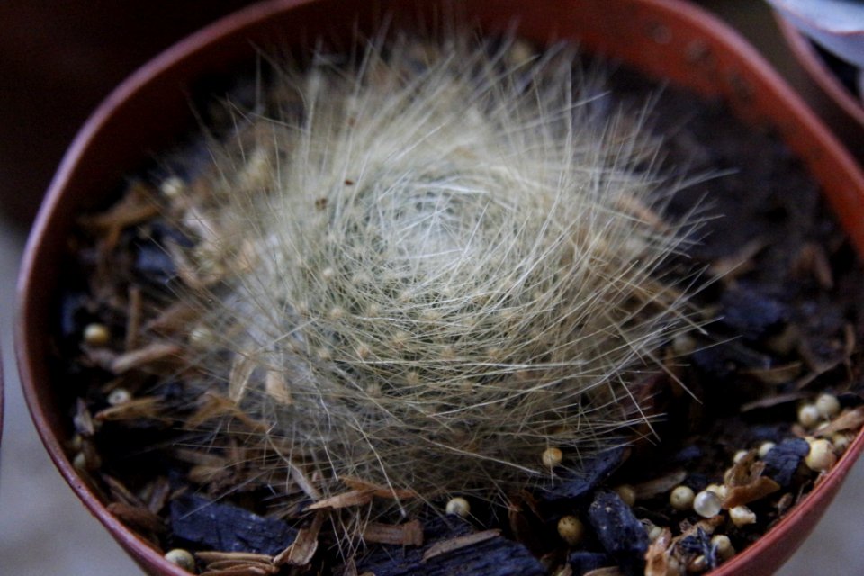 Cactus Plant Thorns Spines And Prickles Caryophyllales