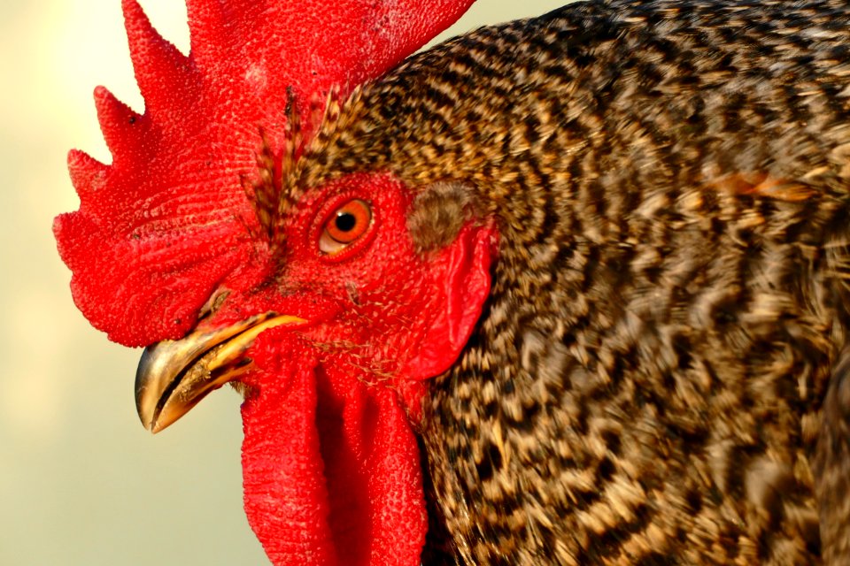 Chicken Beak Red Galliformes photo