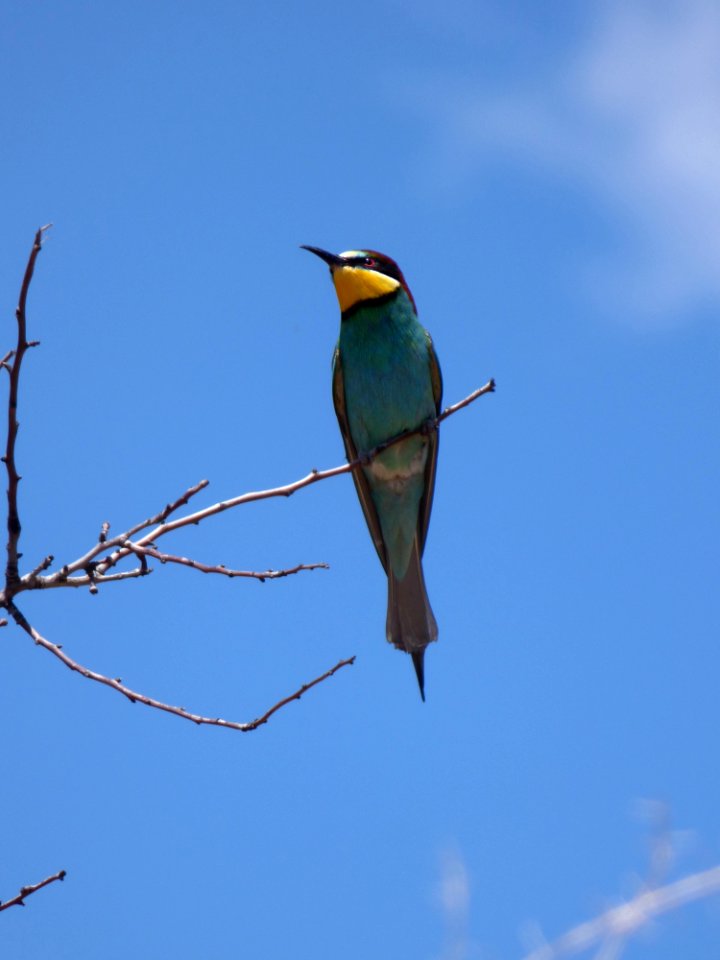 Bird Fauna Ecosystem Beak photo