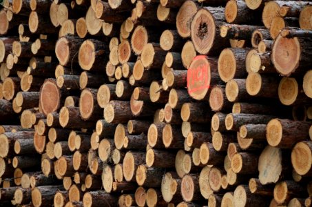 Wood Lumber Tree Trunk photo