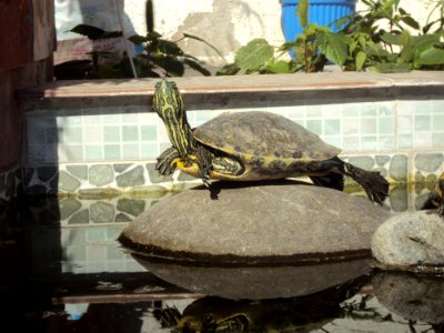 Turtle Tortoise Fauna Reptile photo