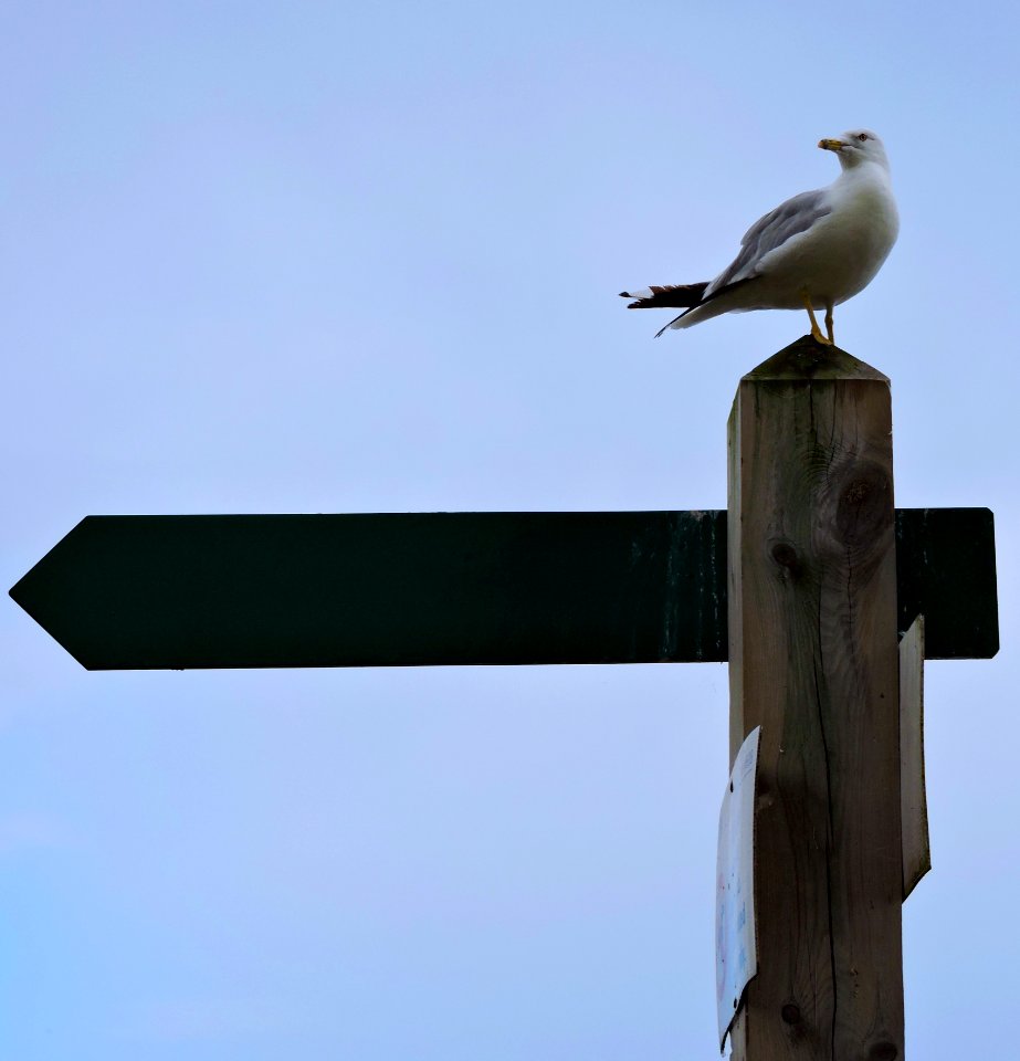 Bird Sky Beak Fauna